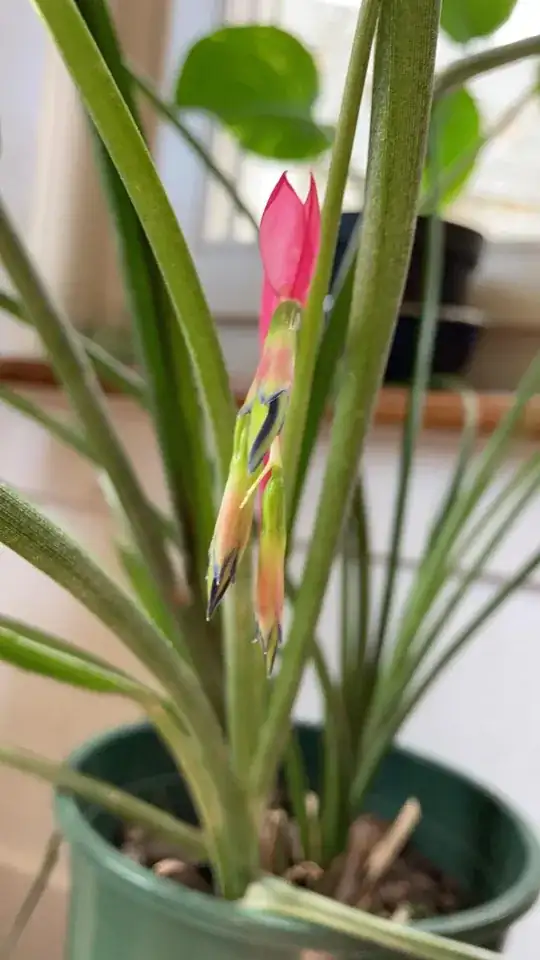 Plant with long thin leaves and a pink flower