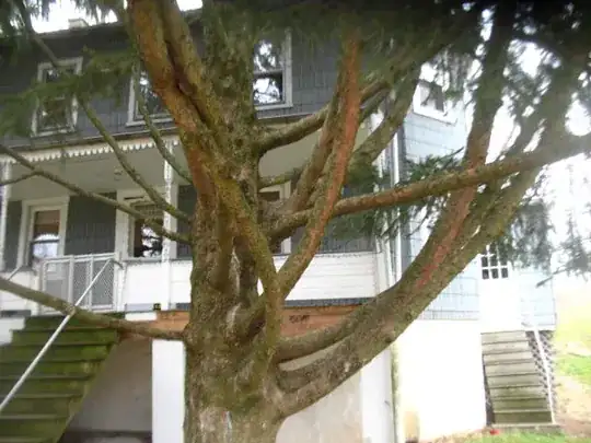 Trunk view 1
