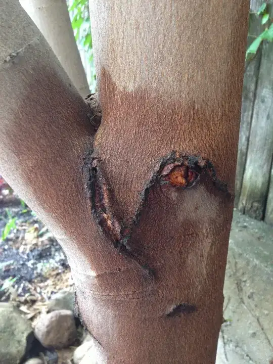 Splitting bark of a Maple tree