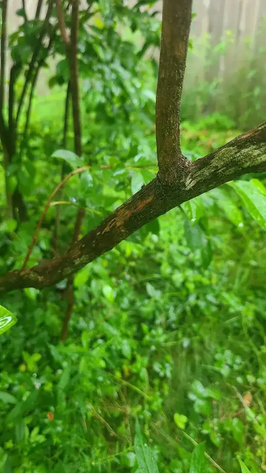 stem