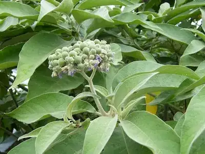 Seeds