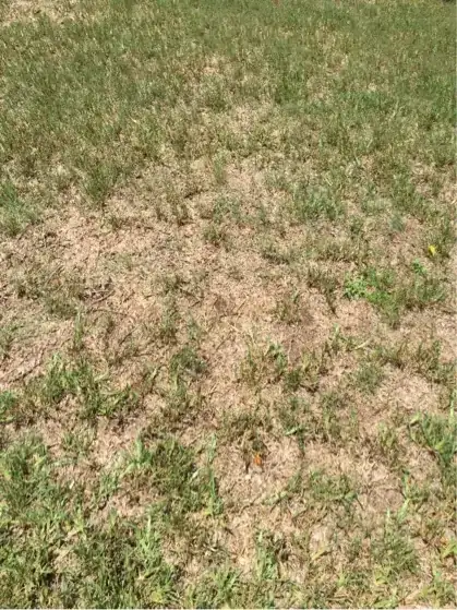 brown dead grass