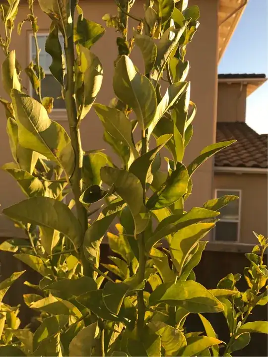 lemon closeup