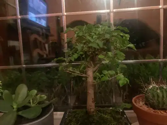 A small bonsai three in front of windows