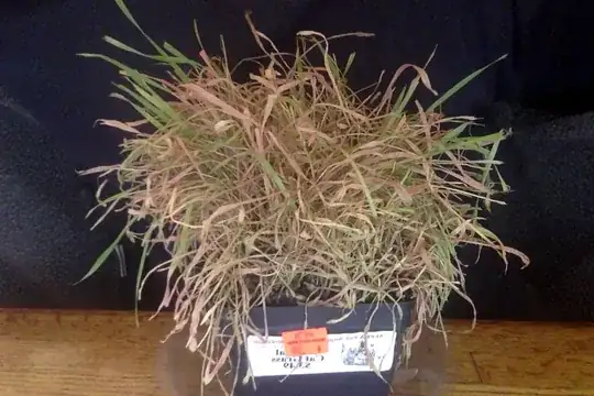 vermi-compost without worms