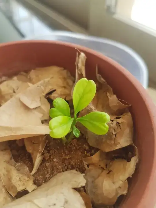 lemon seedling