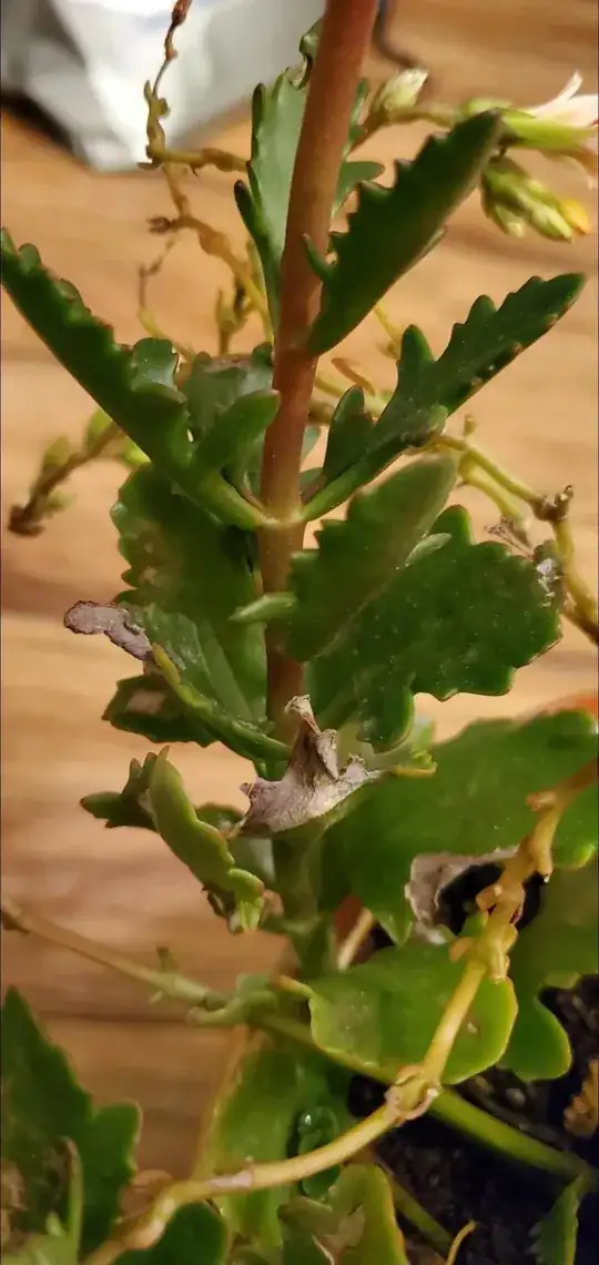 leaves
