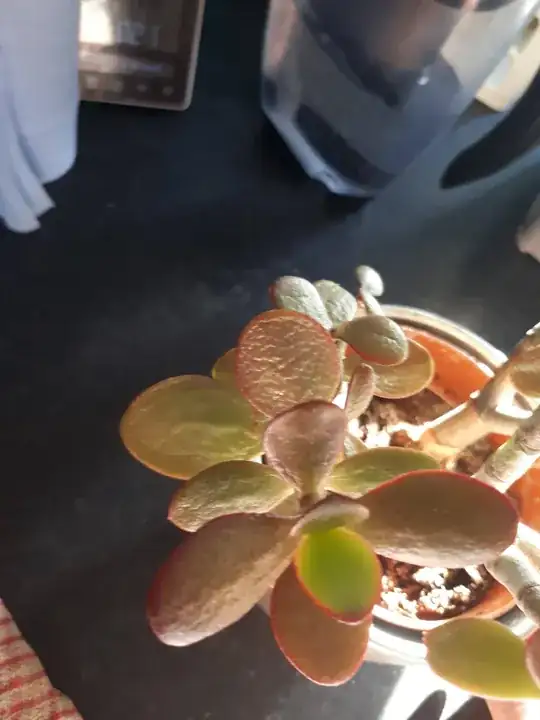 wrinkle leaves #2