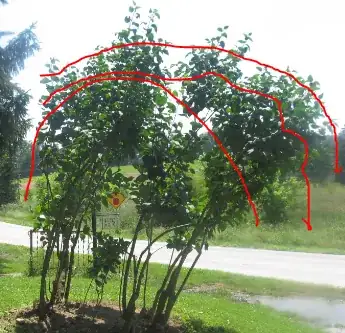 3 ideas on pruning
