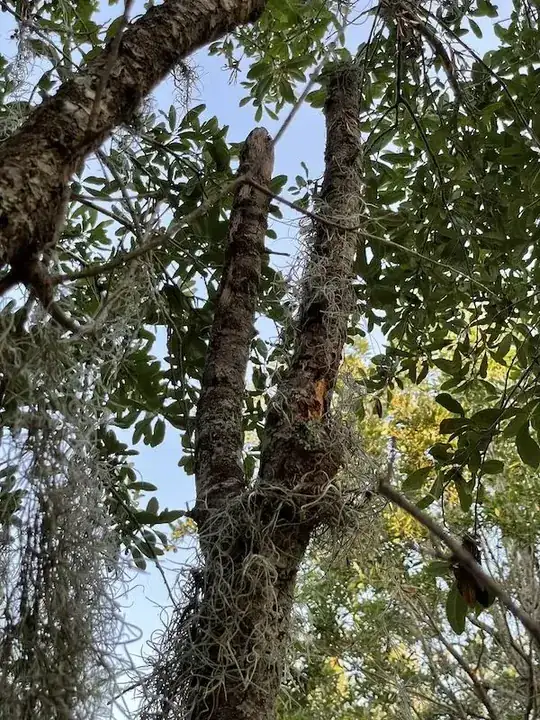 dead branches