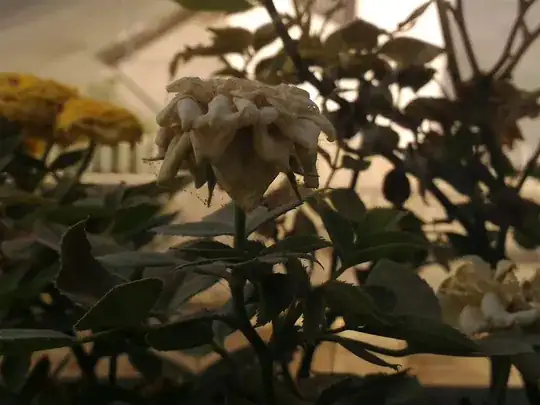 baby spiders?