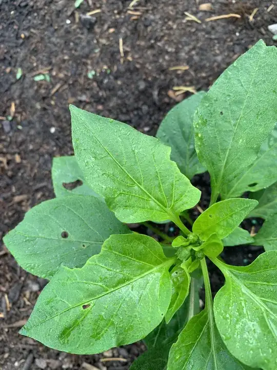 Pepper plant leaves
