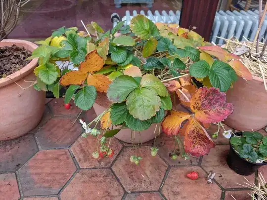 Main plant - still with green leaves and fruit