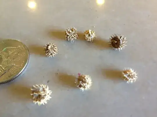seeds