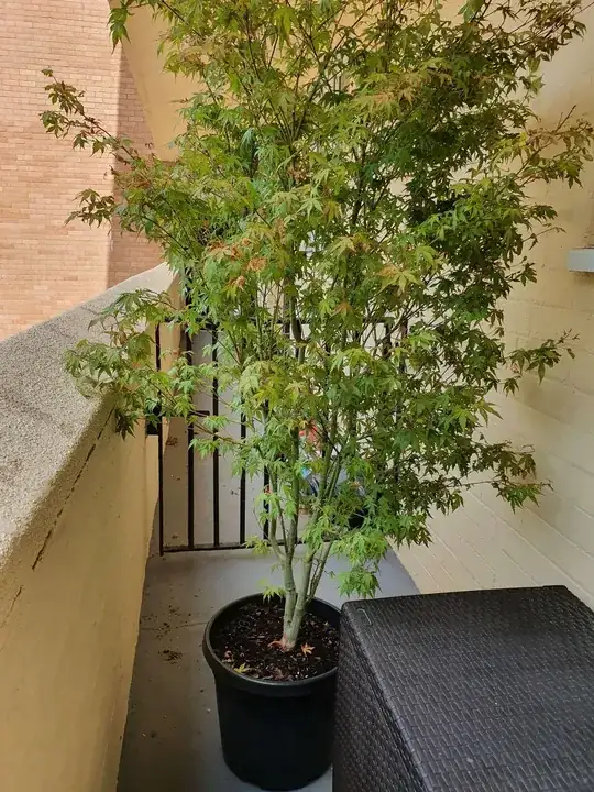 Tree with pot that plant was bought in