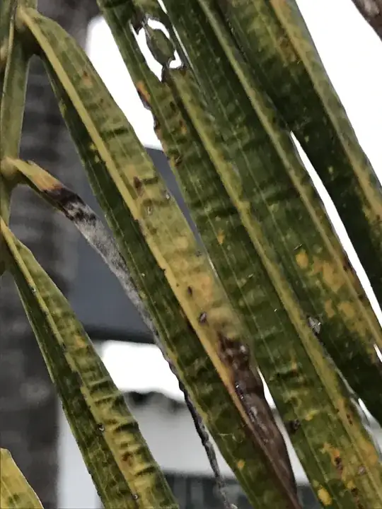 distance photo of beetles on chillis