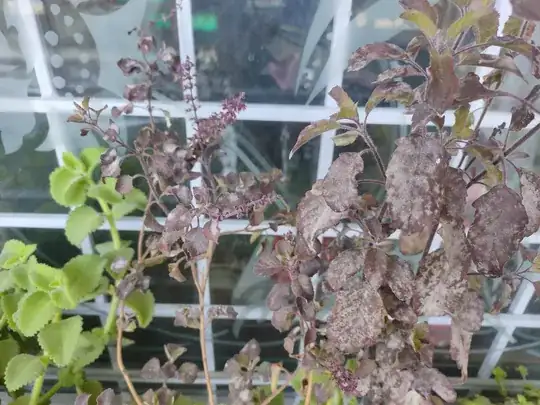 tulsi problem