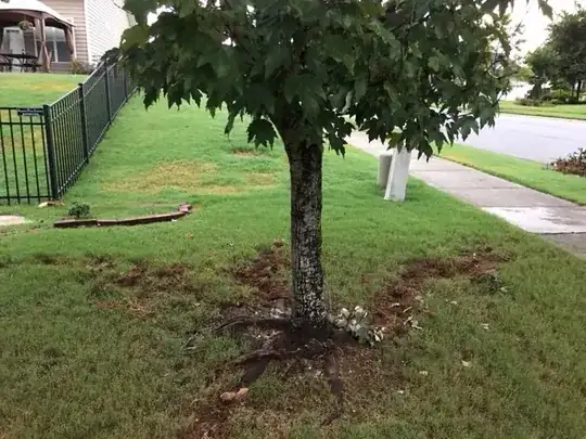 main picture of tree