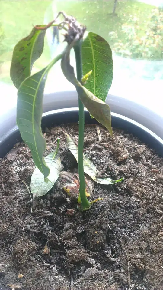 mango bottom