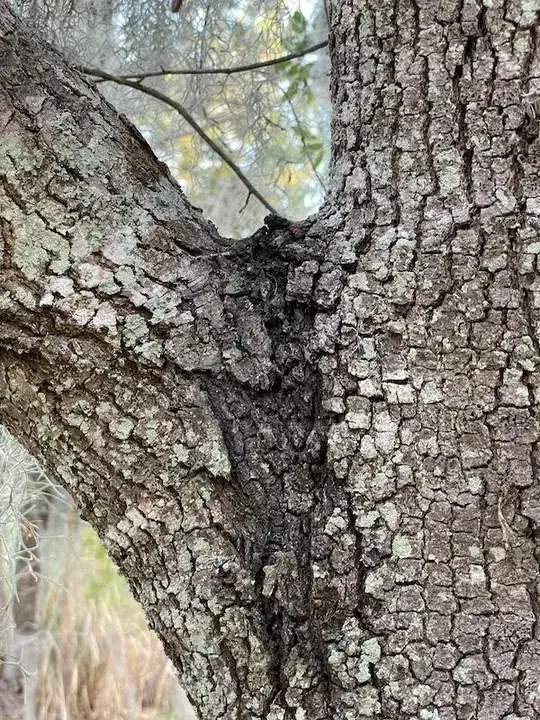 oak tree dark