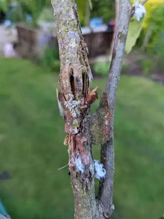 Bark wearing away