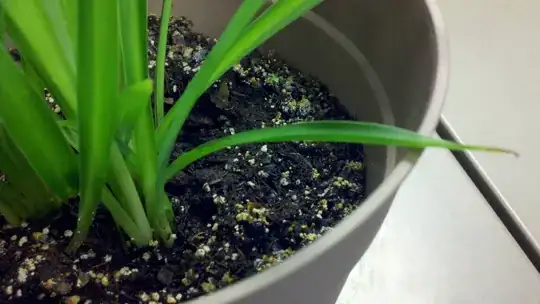 My plant