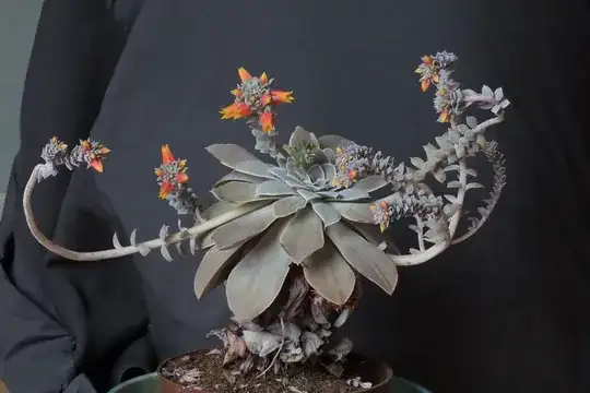 the zombie plant