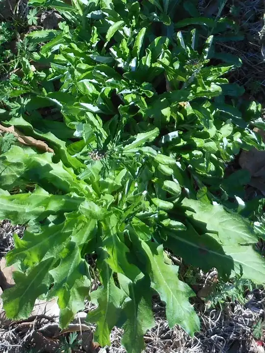 Weed1