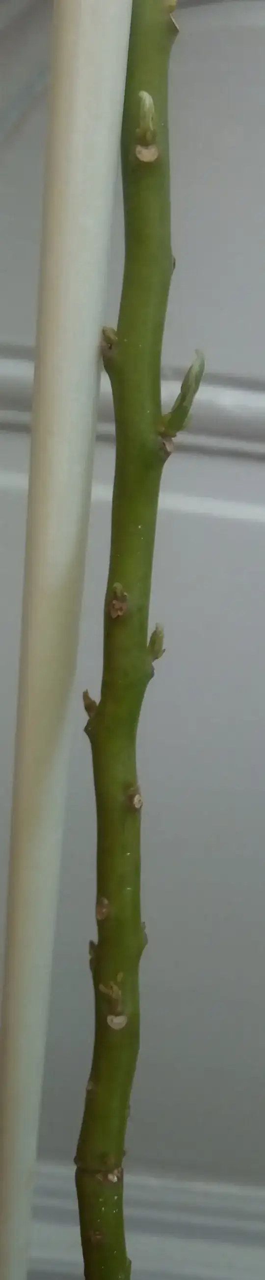 Close-up of stem
