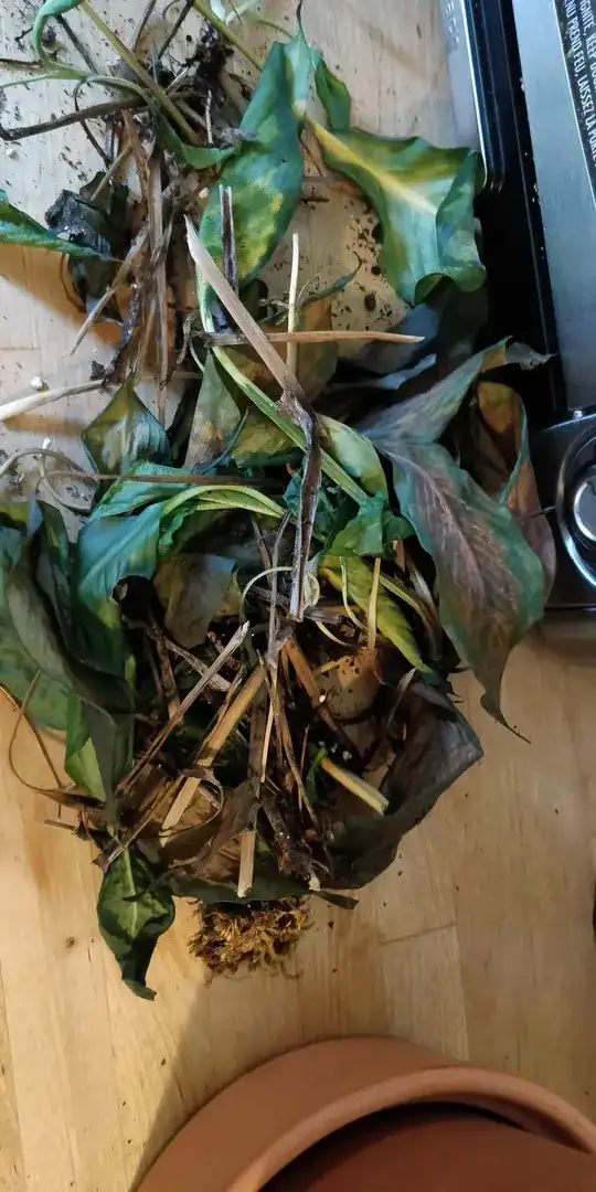 The dead or mostly dead leaves I removed.
