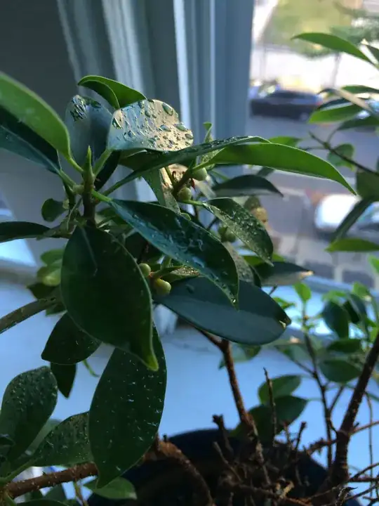 the seed/fruit looking thing