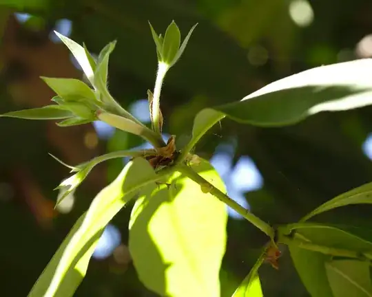 buds