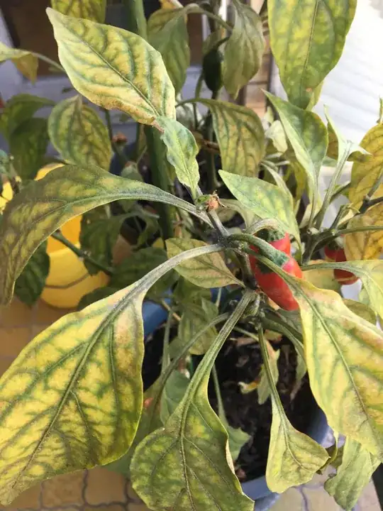 My plant look sick