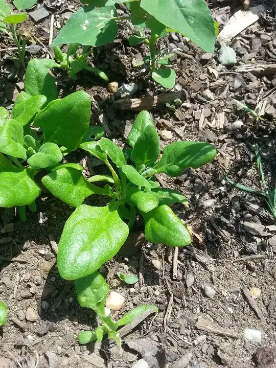 Here's some spinach