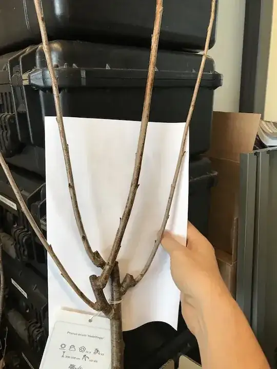 photo of limbs 3