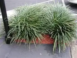 Photo of lilly-turf, on patio