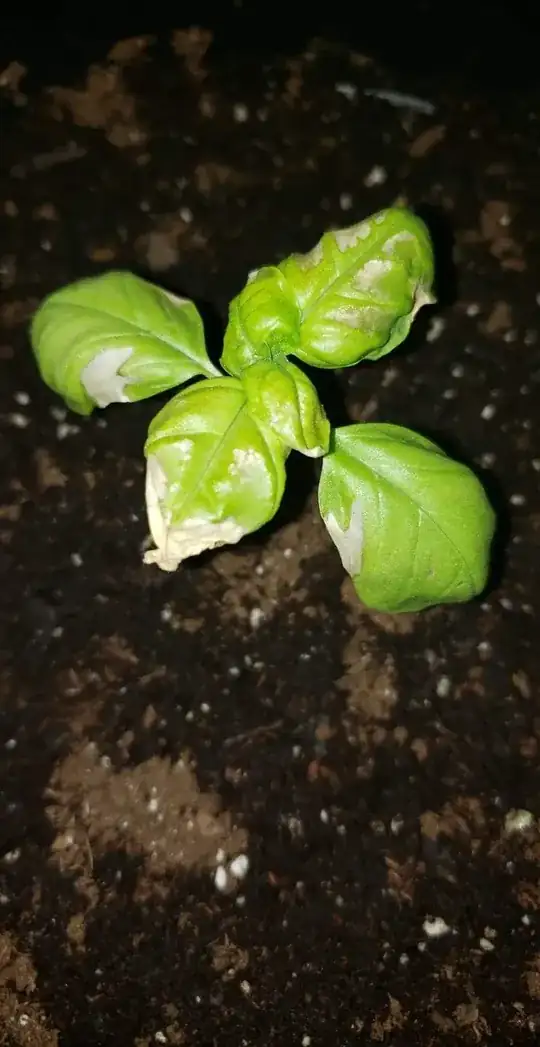 Another angle 1 day after transplanting.