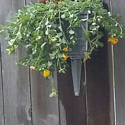 trailing plant with yellow blooms