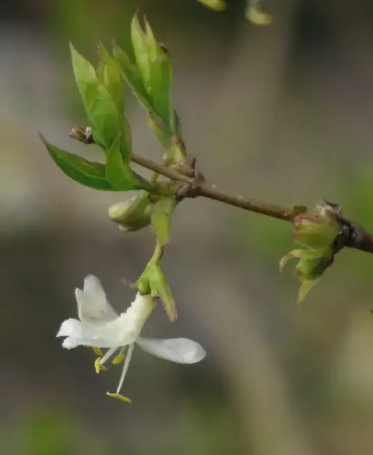 Second close-up