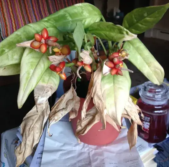 Unknown Plant1