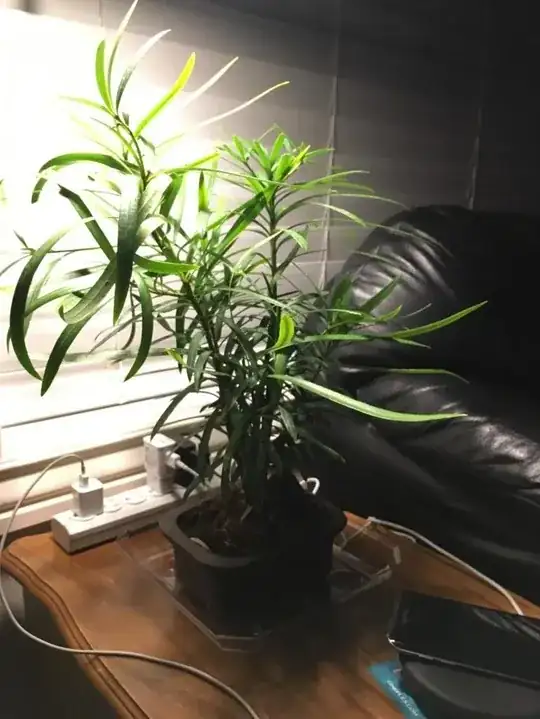 Unknown bonsai