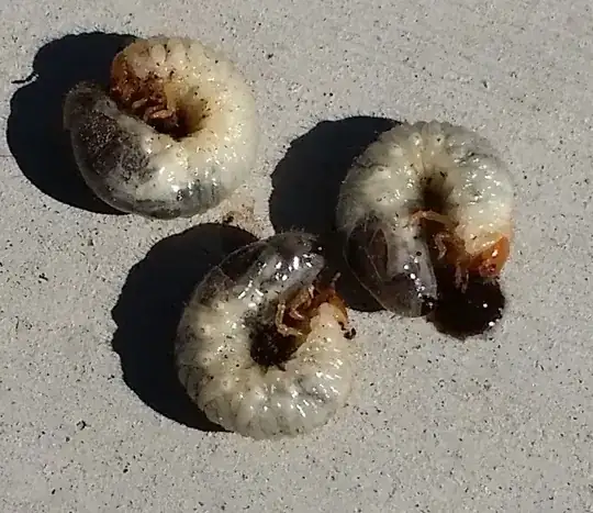 maggots