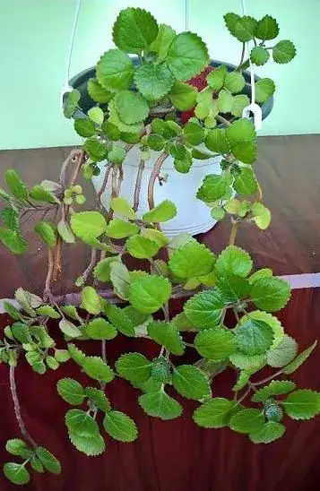 Plectranthus verticillatus exterior pot