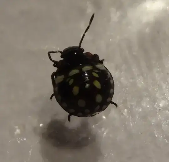 lavatera bug