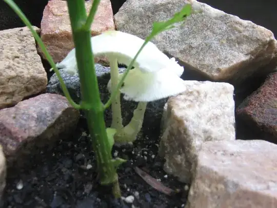 Another Picture of the Mushroom in the Planter.