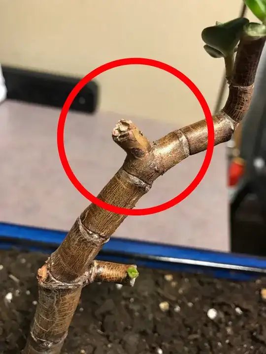 jade plant 3