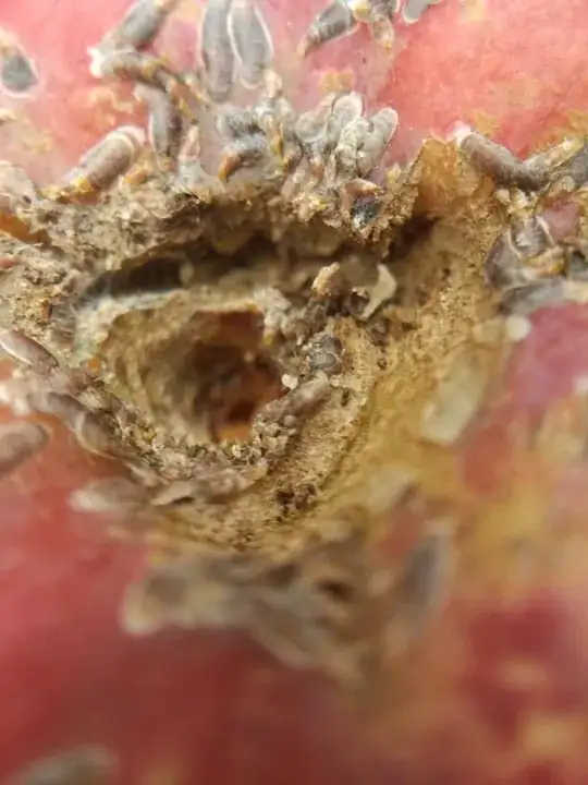Stem disease