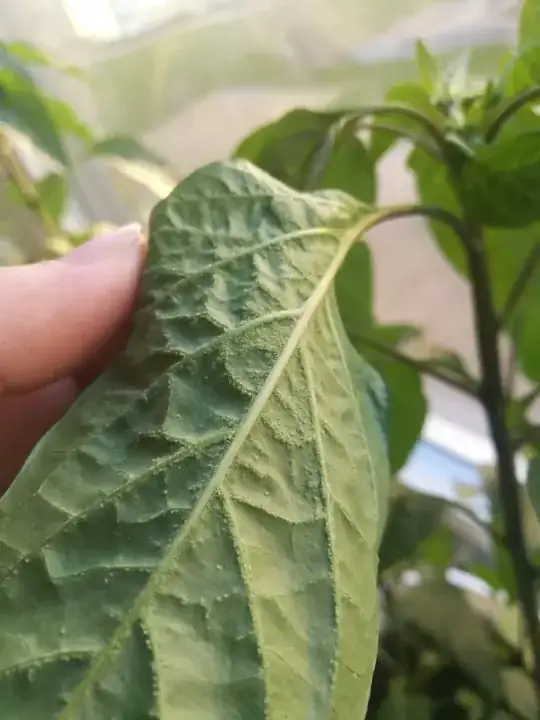 chili backside