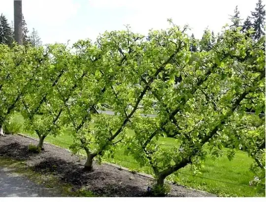 Row of espaliered trees