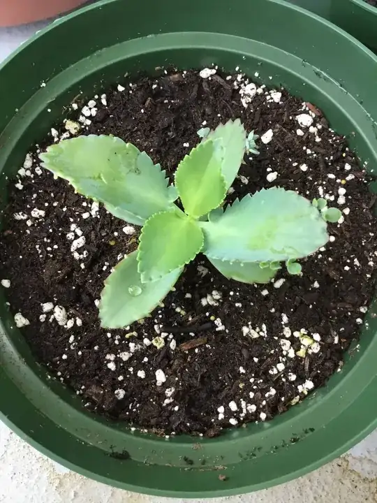 this succulent is what?